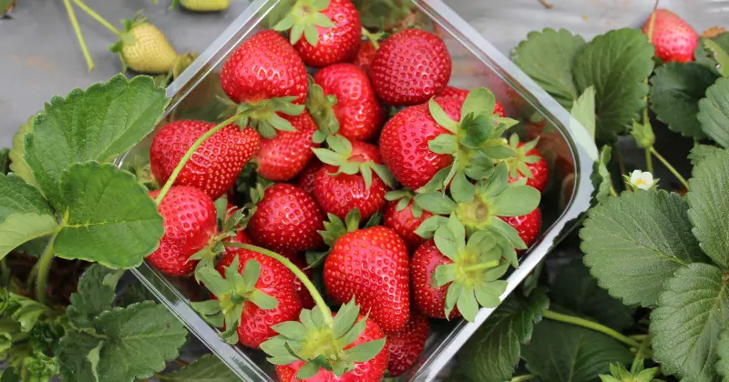 Çilek nasıl yetiştirilir