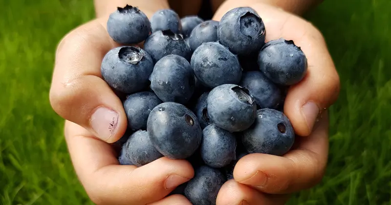 Yaban mersini nasıl yetiştirilir
